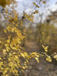 Соловьиная роща. фото осенней листвы